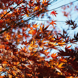 Low angle view of maple tree against sky