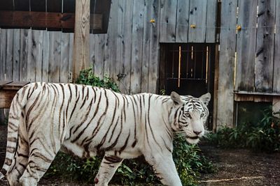 Tiger in zoo