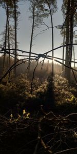 Scenic view of forest against sky