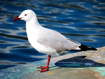 Seagull perching on water