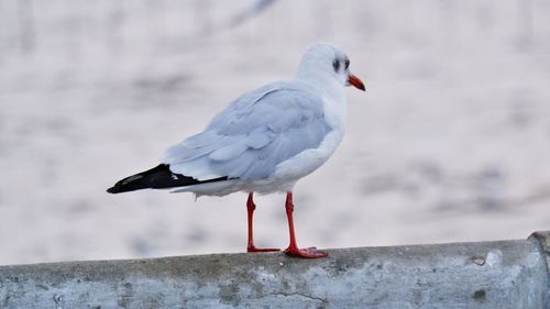 Close-up of seagull perching on wall