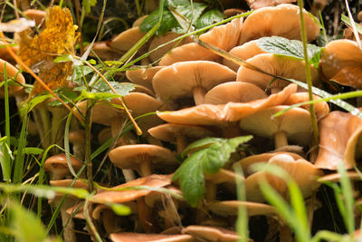 Close-up of fresh plants