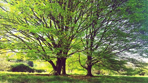 Trees on landscape