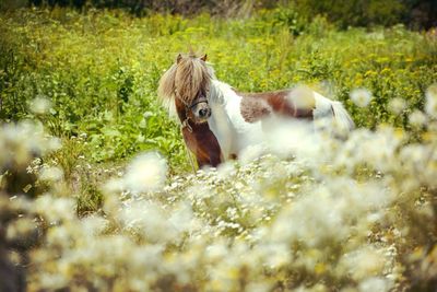 Portrait of cow on field