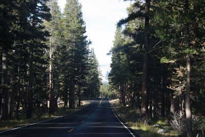 Empty road amidst trees in forest