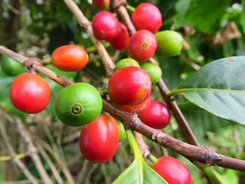 Coffee cherries ripen at different times