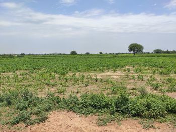 Scenic view of agricultural field against sky