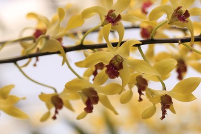 Close-up of flower on tree