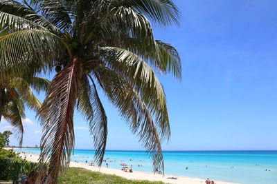 Palm trees on beach