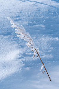 Close-up of frozen plant