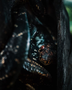 Close-up of snake in hiding place