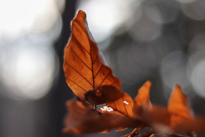 Close-up of dry autumn leaves