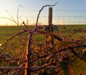 Close-up of plant growing on field against sky