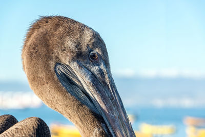 Close-up of pelican on sunny day