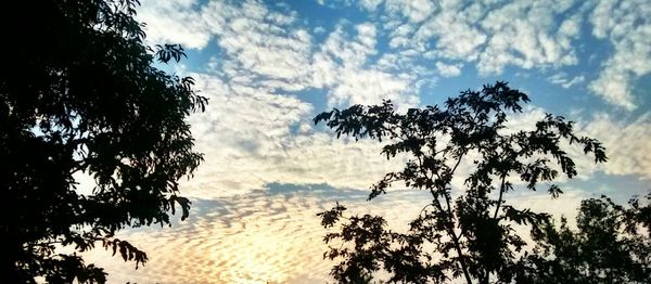 Low angle view of trees against cloudy sky