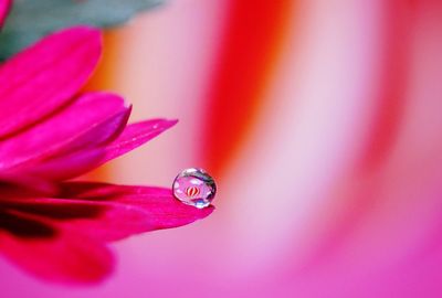 Close-up of pink flower