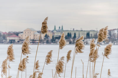 Close-up of fresh plants in lake against sky