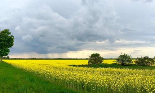 Scenic view of oilseed rape field against sky