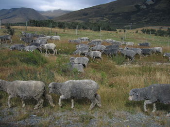 Sheep in a field