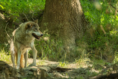 Wolf in forest