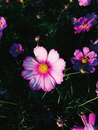 Close-up of pink flower