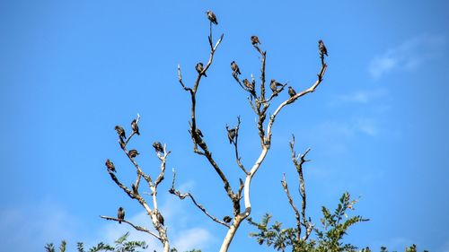 Low angle view of bare tree against blue sky