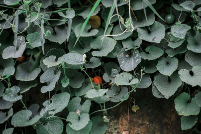 View of plants outdoors