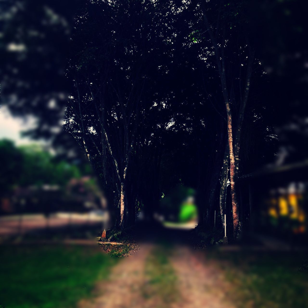 night, tree, motion, selective focus, focus on foreground, nature, spider web, forest, close-up, outdoors, growth, beauty in nature, one animal, blurred motion, no people, long exposure, illuminated, wet, animal themes, drop