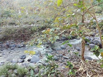 Scenic view of river amidst trees