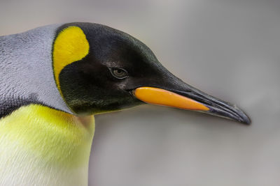 Close-up emperor penguin against gray background