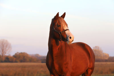 Horse in field against sky