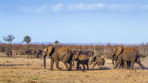 View of elephant on field against sky