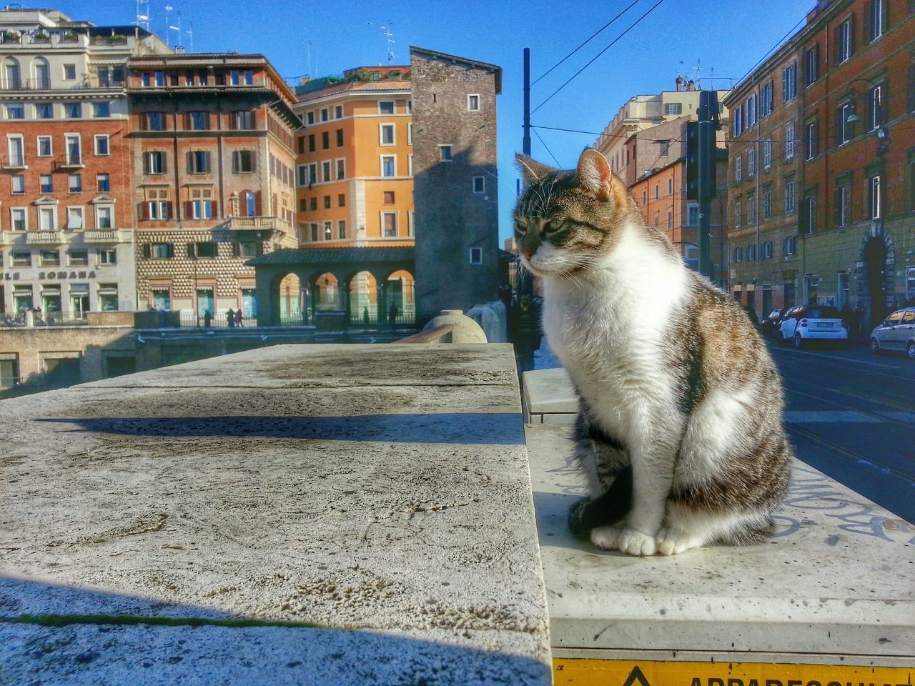 animal themes, building exterior, one animal, architecture, built structure, pets, street, city, domestic animals, mammal, domestic cat, sunlight, cat, building, outdoors, residential building, sidewalk, day, residential structure, full length