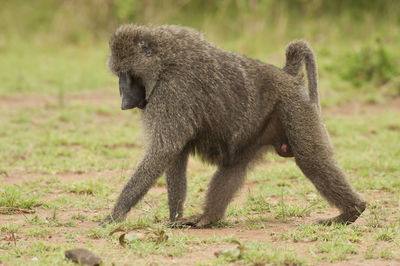 Side view of a monkey walking on field