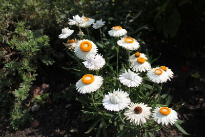 Close-up of daisies blooming