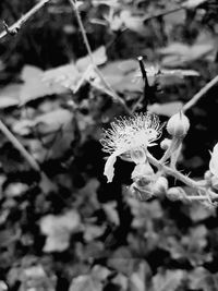 Close-up of flower blooming outdoors