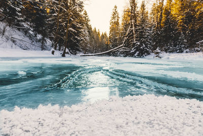 Scenic view of trees during winter