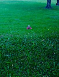 Plants growing on grassy field