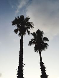 Low angle view of palm trees against sky