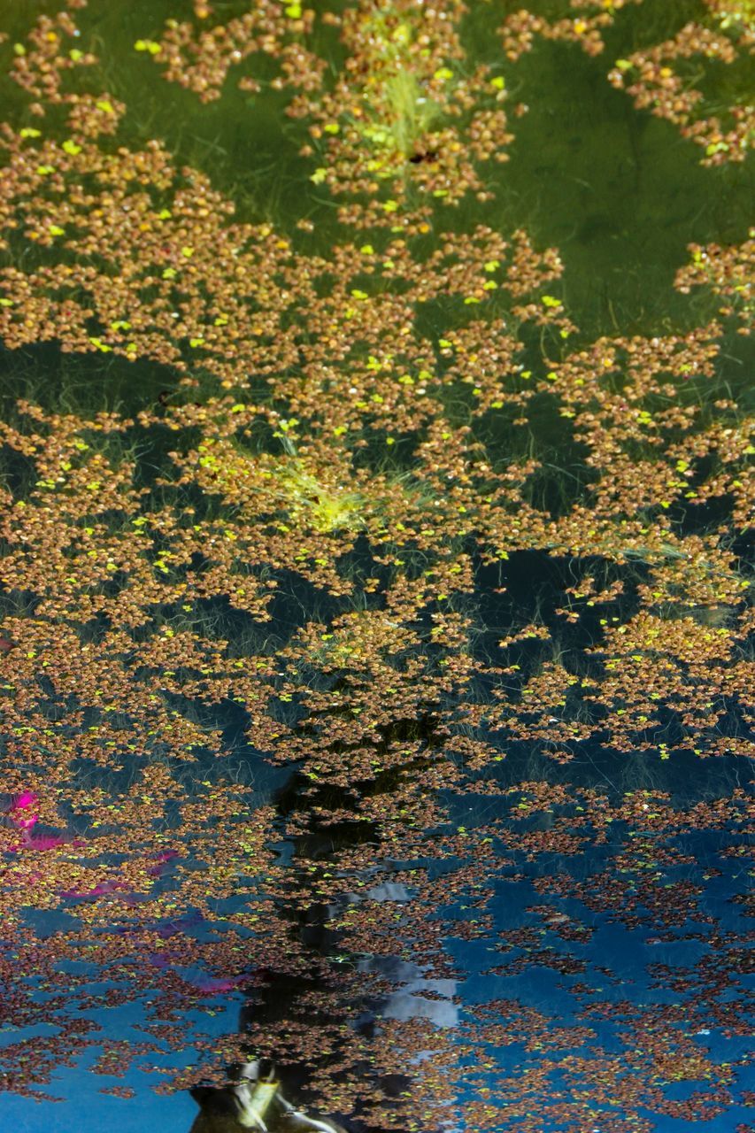 plant, water, nature, growth, day, no people, beauty in nature, lake, outdoors, reflection, high angle view, tree, tranquility, plant part, leaf, flower, waterfront, autumn, flowering plant