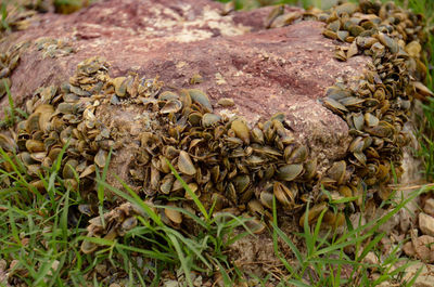 Close-up of lizard on field