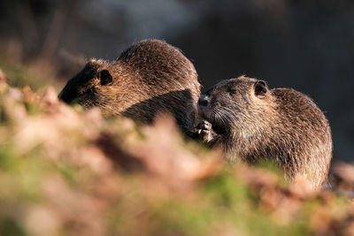 Close-up of nutria  field