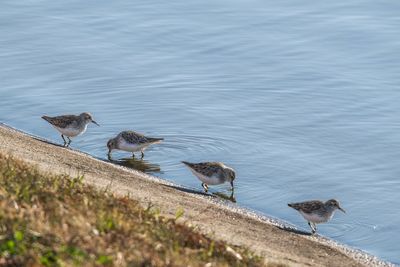 Birds by lake