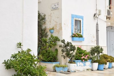 Potted plants outside house