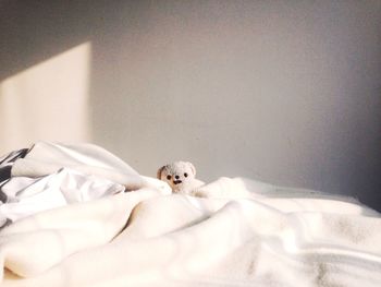 Cat resting on bed