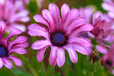 Close-up of pink flowers