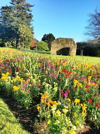 Multi colored flowers in park against clear sky