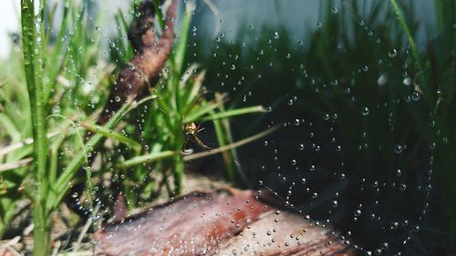 Close-up of wet plant in rainy season