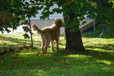 Cat standing in a field