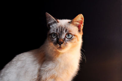 Close-up portrait of cat against black background